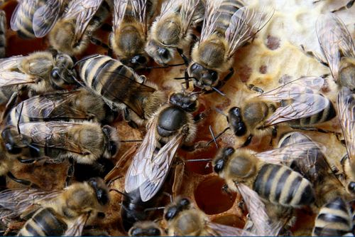 Sum, summ, summ - ab zu den Bienen