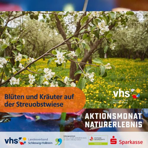 Blüten und Kräuter auf der Streuobstwiese in Wedel erleben und erkennen