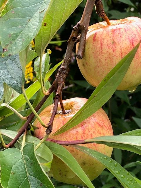 Apfelsaftpressen im Obstgarten alter Sorten Haseldorf
