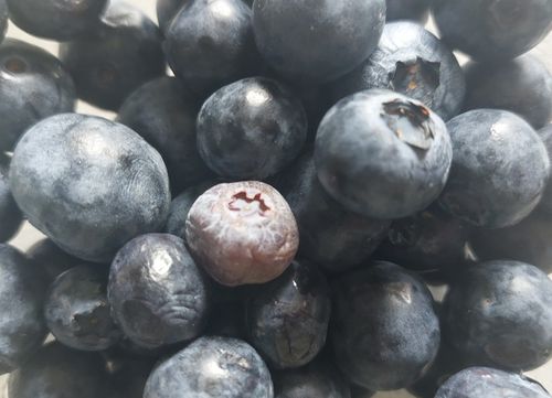 Fahrt ins Blaue zur Blaubeerplantage