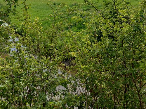 Ökologischer Spaziergang - Tierwelt in Wedel stärken