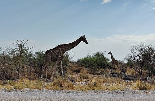 Interkulturelle Woche: Dia-Vortrag "Tierisches Leben im südlichen Afrika" von Andrea und Michael Koehn