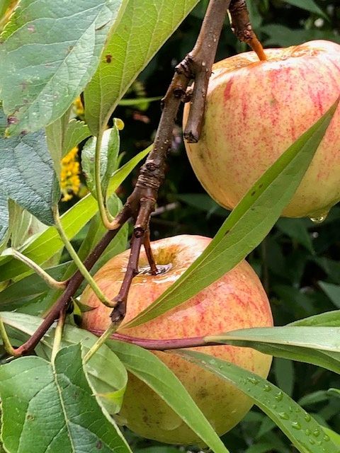 Apfelsaftpressen im Obstgarten alter Sorten Haseldorf